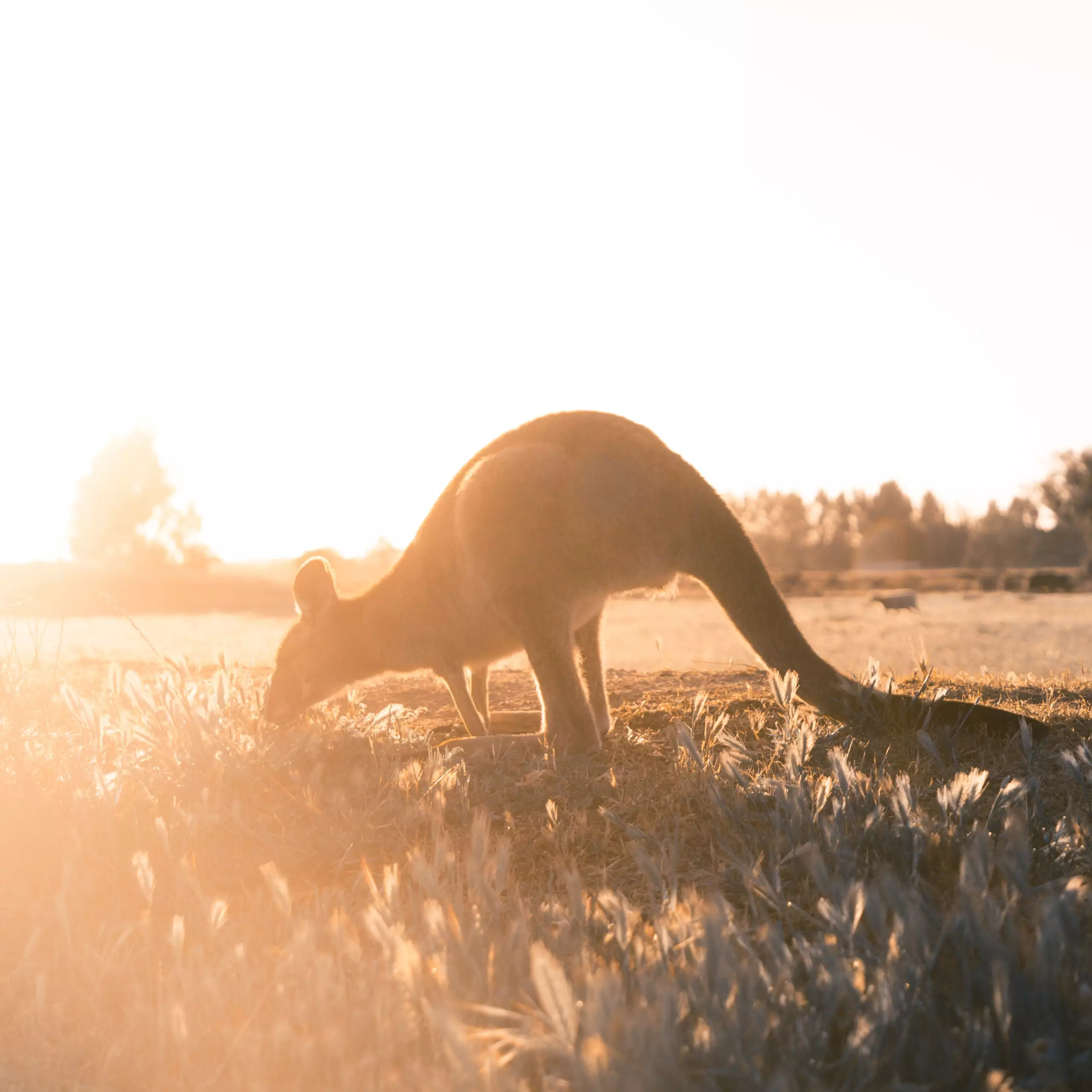 Känguru im Sonnenuntergang auf einer Wiese in Australien, symbolisch für Reisen und Travel Design