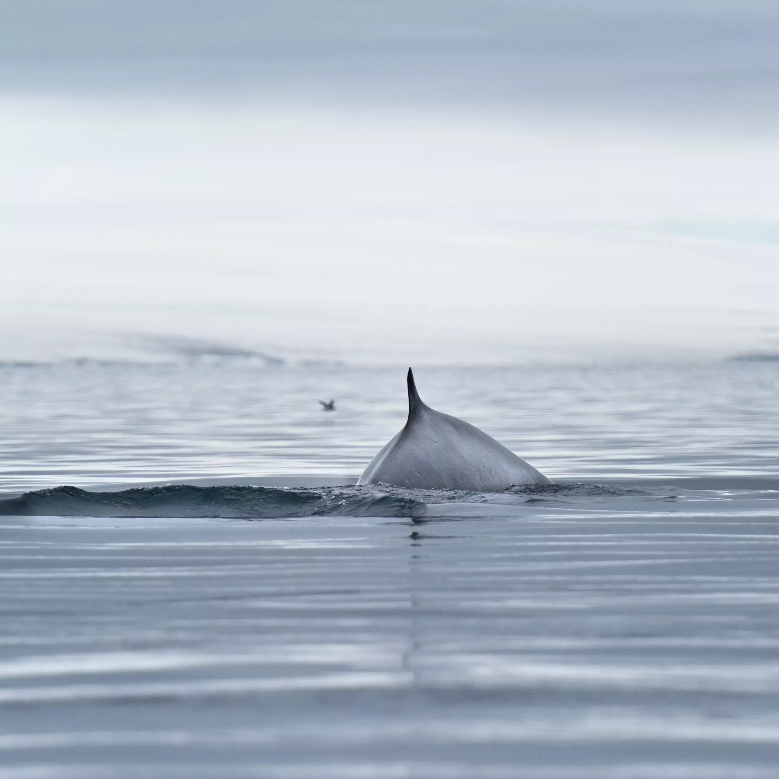 Rückenflosse eines Wals oder Delfins ragt aus ruhigem Meer, ideal für Whale Watching Reisen vom Reisebüro Hamburg Roman